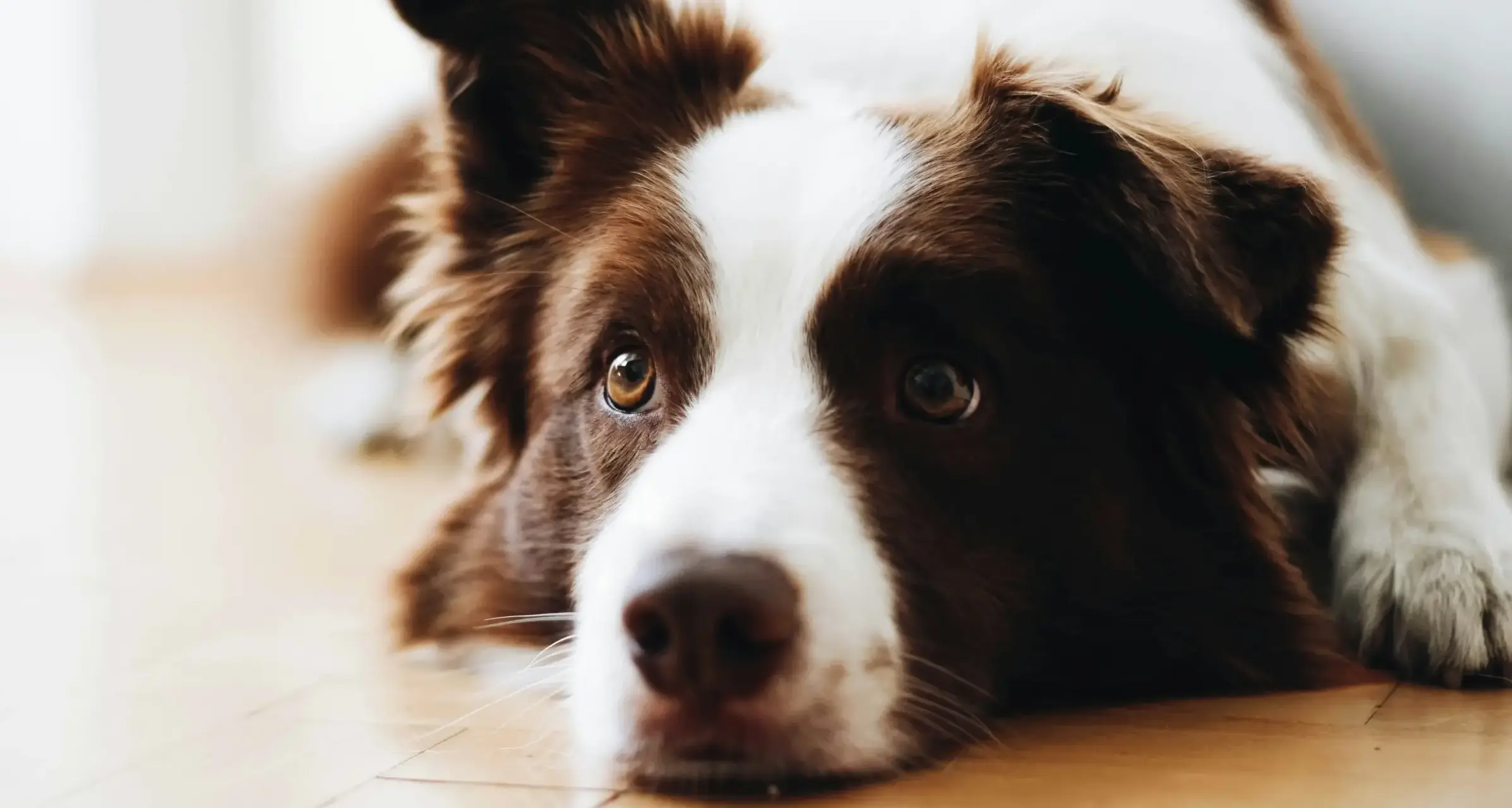 犬の視力はどれくらい？見え方は？