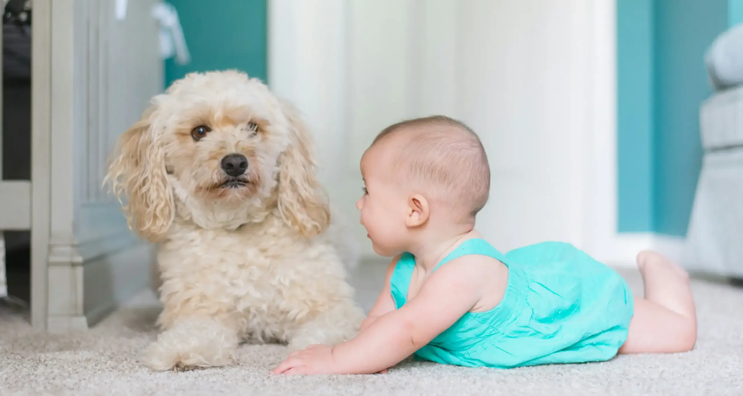 子供と一緒に安心して飼える！家庭にピッタリなおすすめ犬種５選