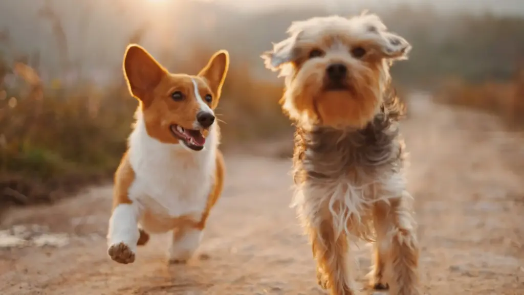 愛犬の足腰にやさしい♪ おすすめドッグステップ「ハグワン」の魅力と使い方