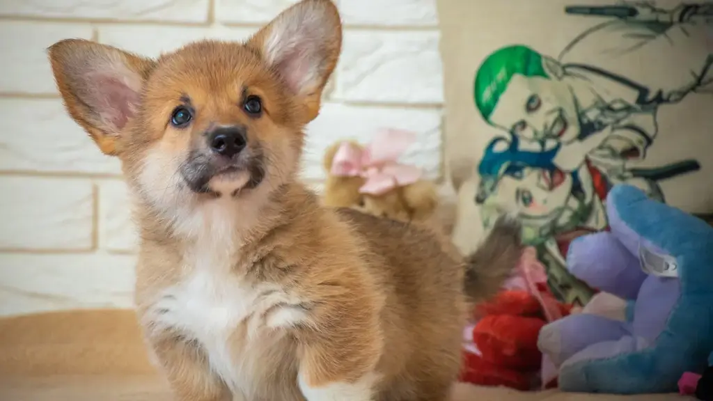愛犬の足腰にやさしい♪ おすすめドッグステップ「ハグワン」の魅力と使い方