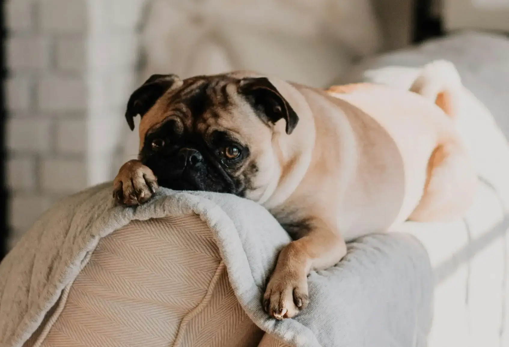 Furboドッグカメラの安全性を徹底検証！愛犬の見守りに最適な理由とは？